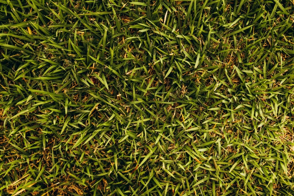 Close-up texture of green grass providing a natural and vibrant background.